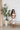 After Hours Lace Capri Set-White
